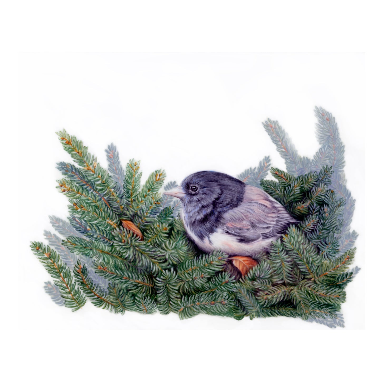 Nestling Junco (2022)
