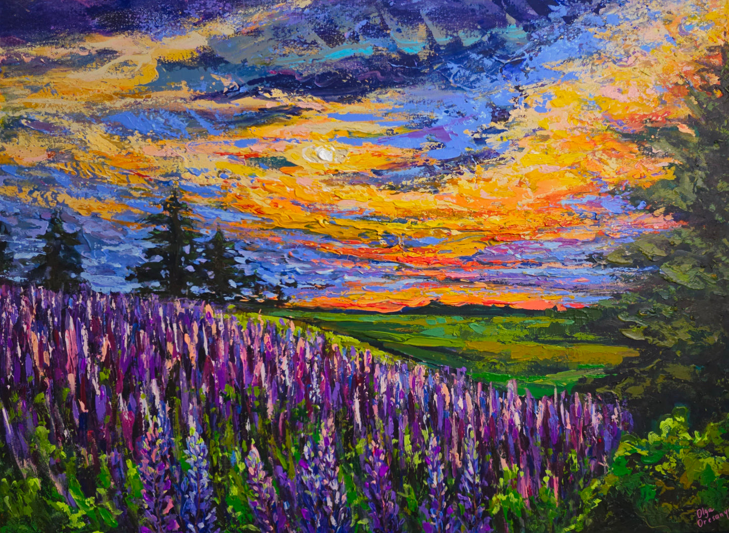 Lupins in January