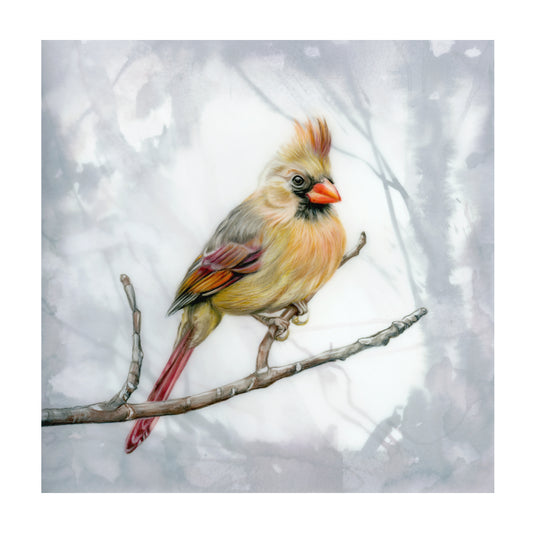 Female Cardinal (2022)