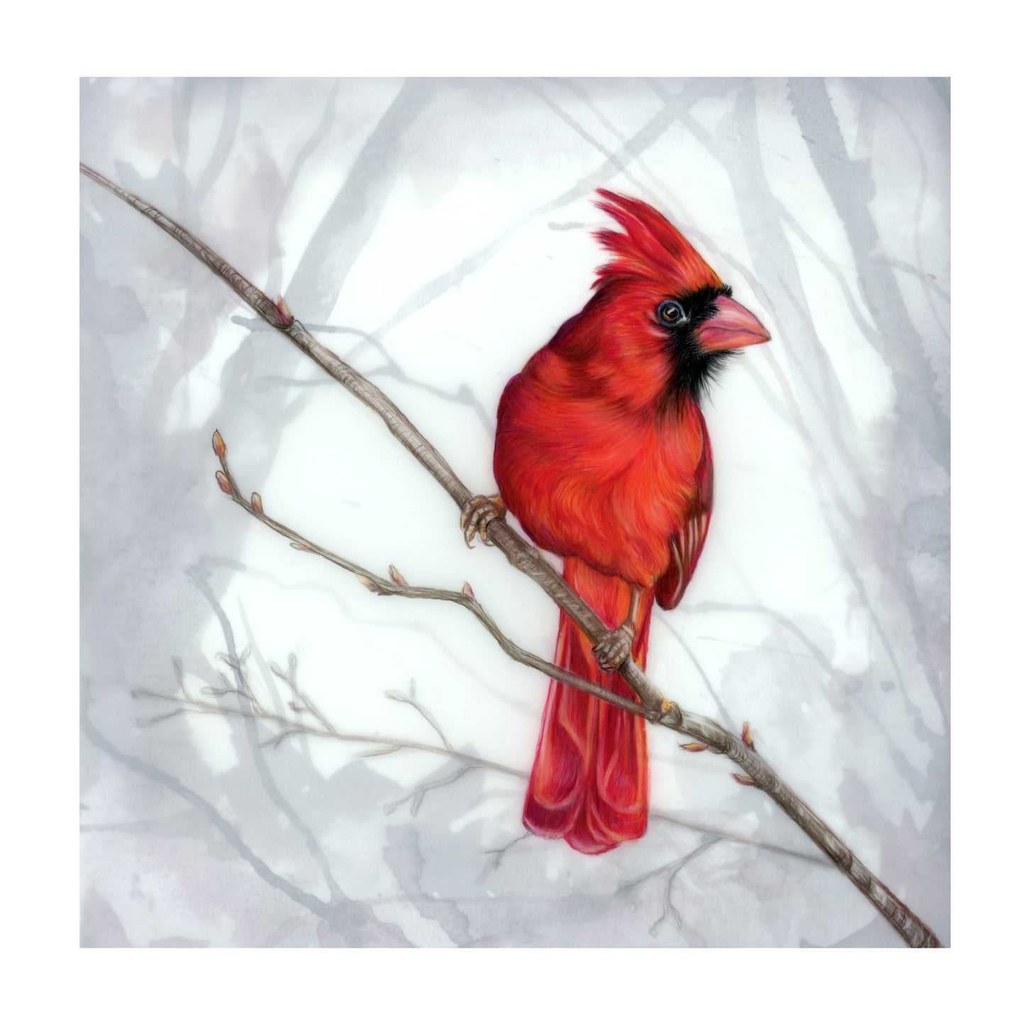 Male Cardinal (2022)